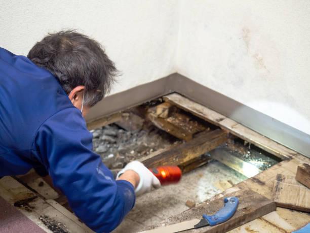 Woodcrest, CA Mold Inspection, Removal & Remediation Company